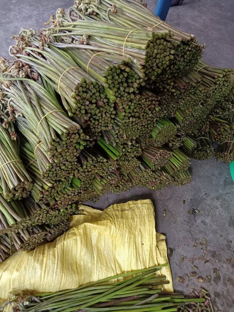 大量蕨菜现货