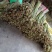 大量蕨菜现货
