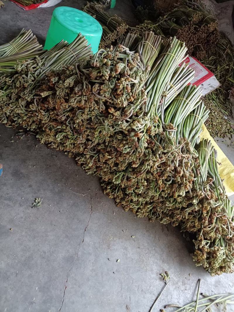 大量蕨菜现货