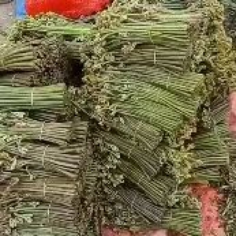 蕨菜