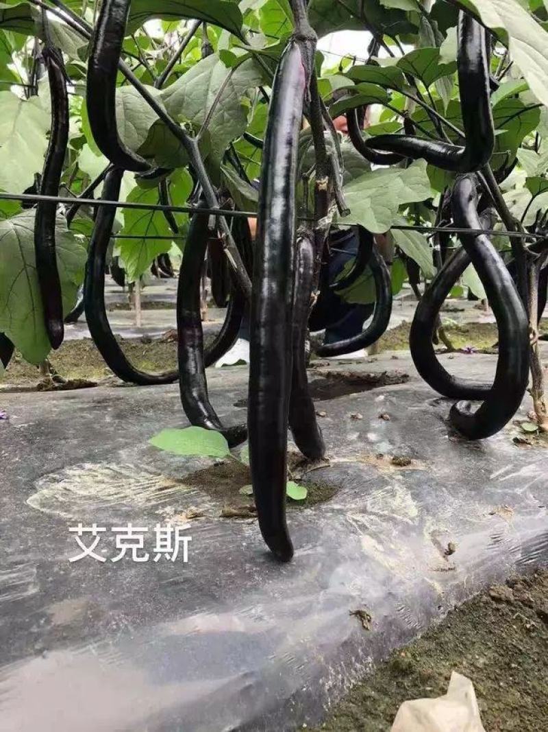 善茄艾克斯茄子种子1000粒，果色紫黑艳丽
