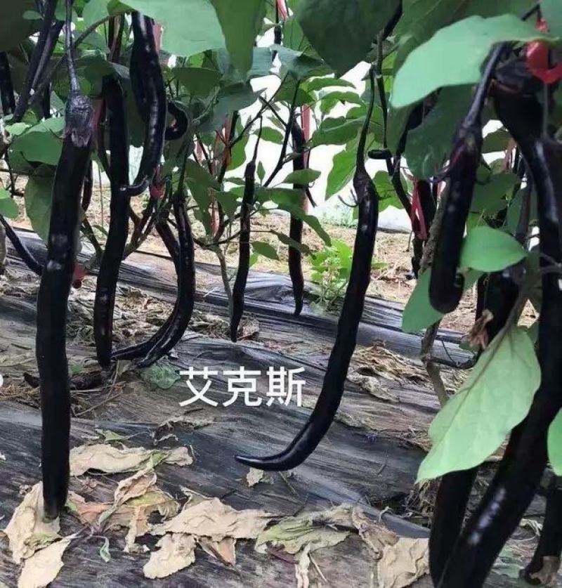善茄艾克斯茄子种子1000粒，果色紫黑艳丽