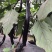 善茄艾克斯茄子种子1000粒，果色紫黑艳丽