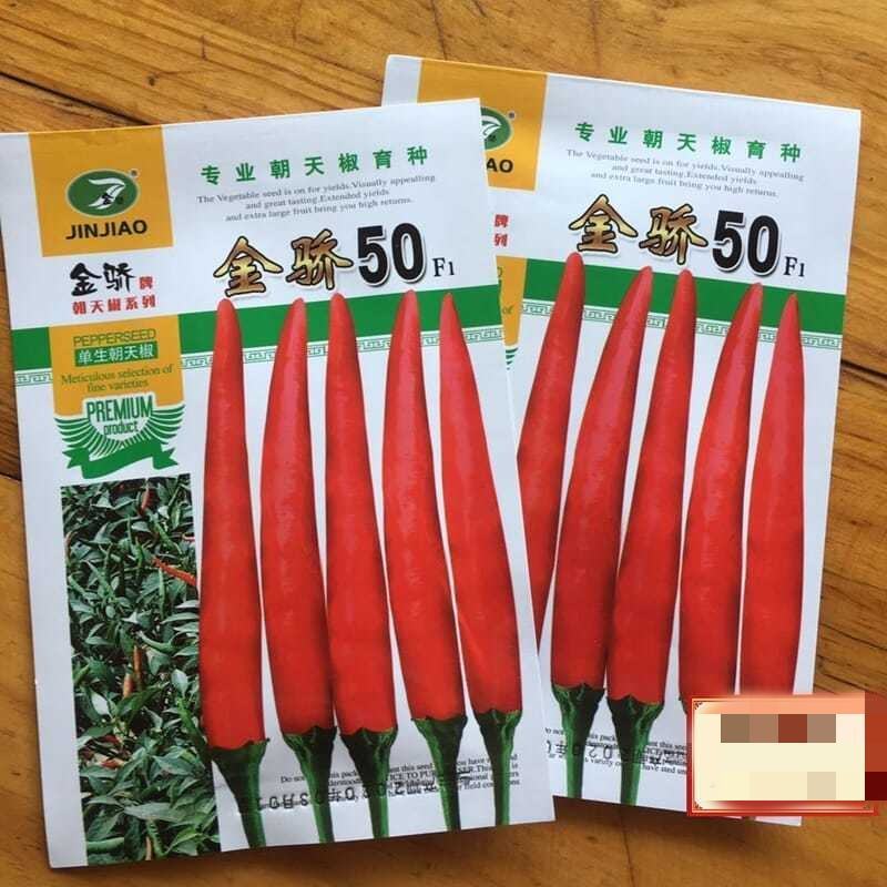 金椒30朝天椒种子1000粒