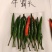 牛霸天朝天椒种子1000粒