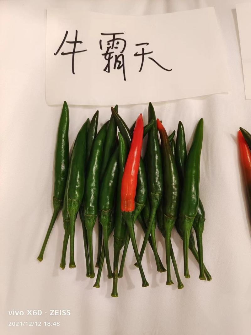 牛霸天朝天椒种子1000粒