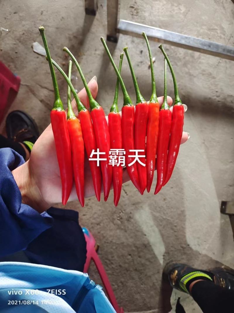 牛霸天朝天椒种子1000粒
