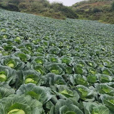 高山莲花白