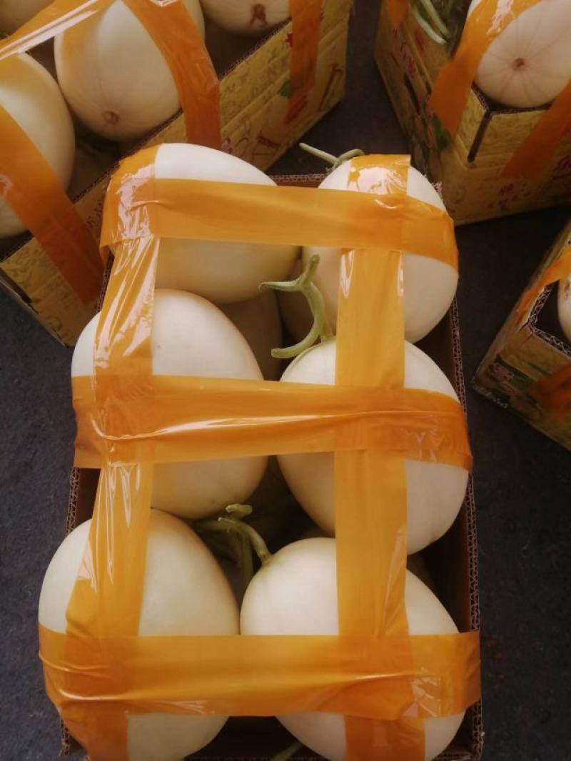 【推荐】脆梨甜瓜，山东天蜜脆梨甜瓜，优选品质，大量供货