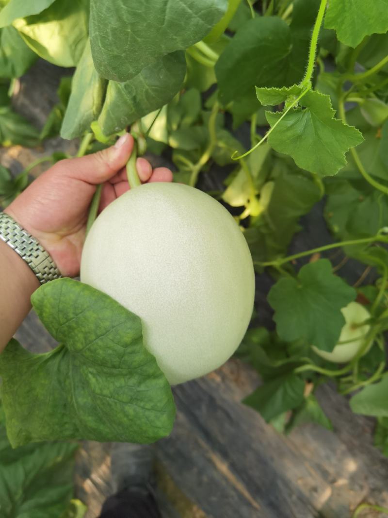 玉菇甜瓜一件代发多种甜瓜大量上市支持各种包装对接各地客商