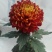 宿迁沭阳菊花苗，绿菊，金丝菊，千头菊基地直供保质保量
