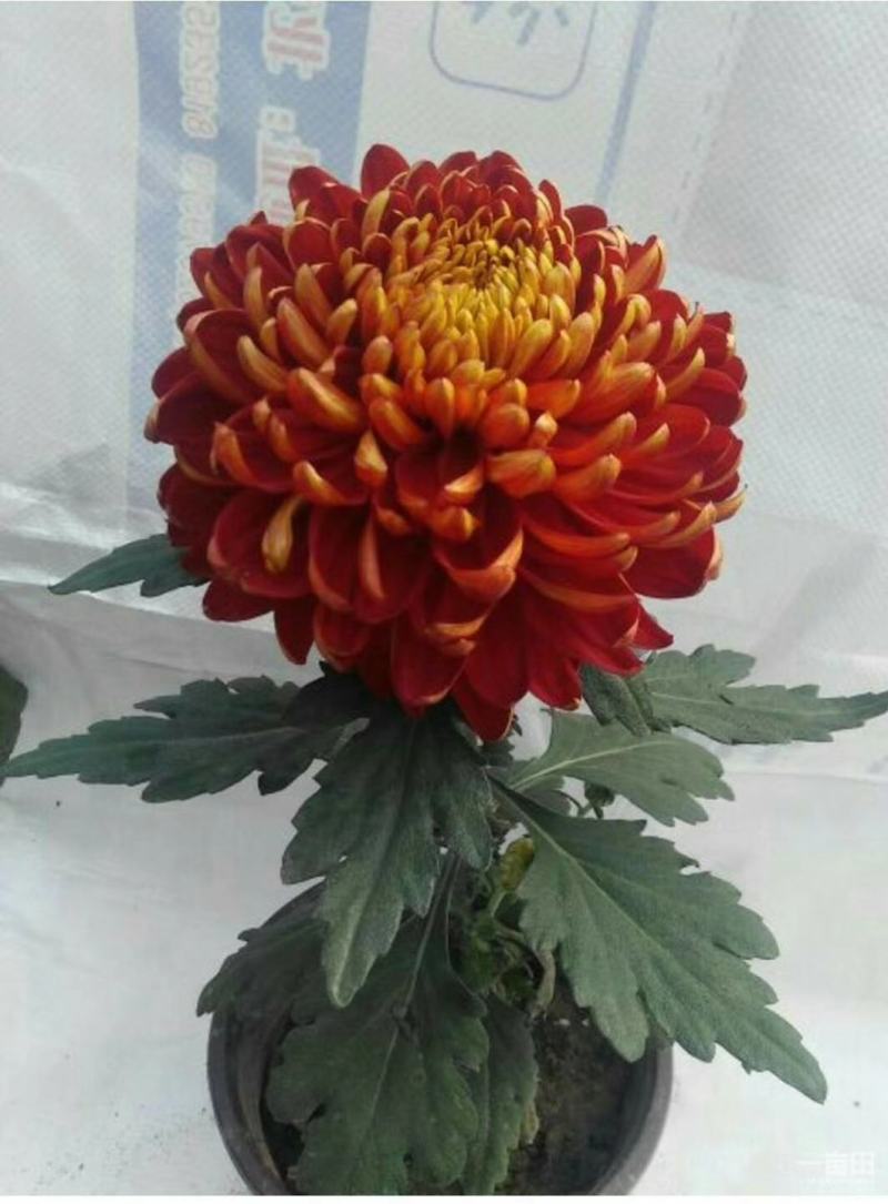 宿迁沭阳菊花苗，绿菊，金丝菊，千头菊基地直供保质保量