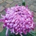 宿迁沭阳菊花苗，绿菊，金丝菊，千头菊基地直供保质保量