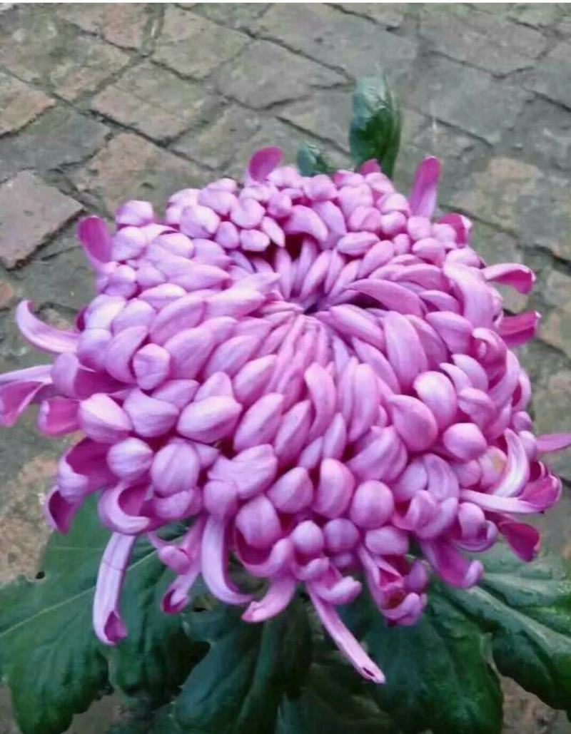 宿迁沭阳菊花苗，绿菊，金丝菊，千头菊基地直供保质保量