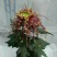 宿迁沭阳菊花苗，绿菊，金丝菊，千头菊基地直供保质保量