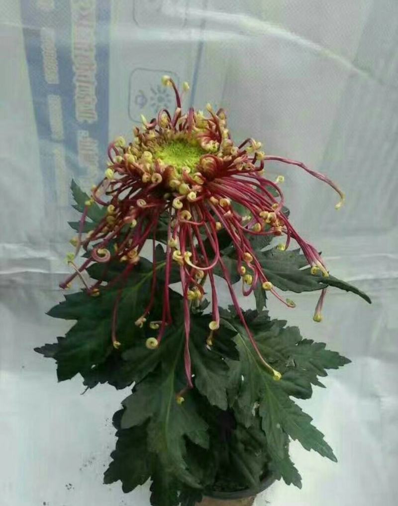 宿迁沭阳菊花苗，绿菊，金丝菊，千头菊基地直供保质保量
