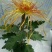 宿迁沭阳菊花苗，绿菊，金丝菊，千头菊基地直供保质保量