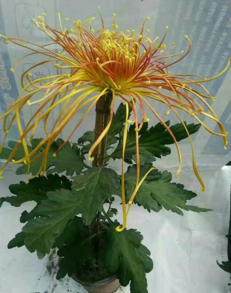 宿迁沭阳菊花苗，绿菊，金丝菊，千头菊基地直供保质保量