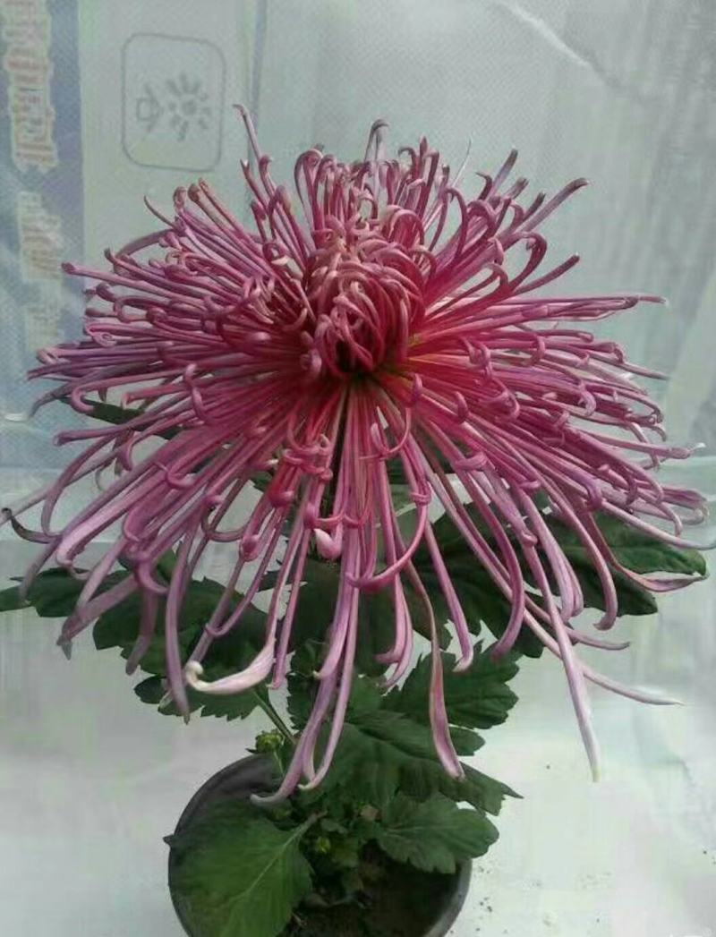 宿迁沭阳菊花苗，绿菊，金丝菊，千头菊基地直供保质保量