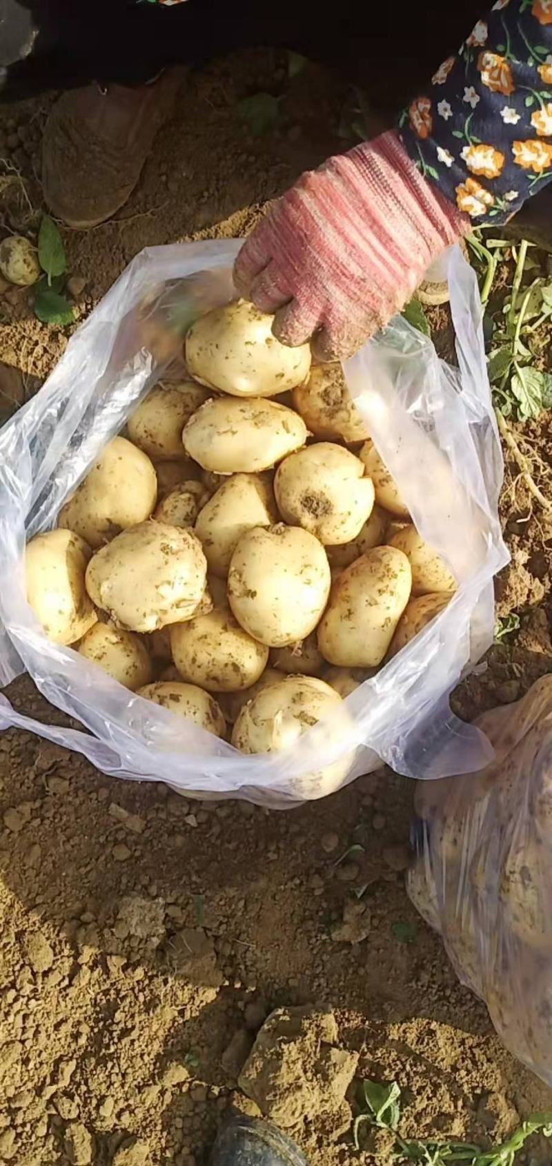 土豆大量上市，质优价廉，黄皮黄心土豆个头均匀，表皮光滑