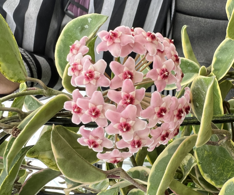 花叶球兰精品阳台盆栽植物藤蔓类直播批发供货