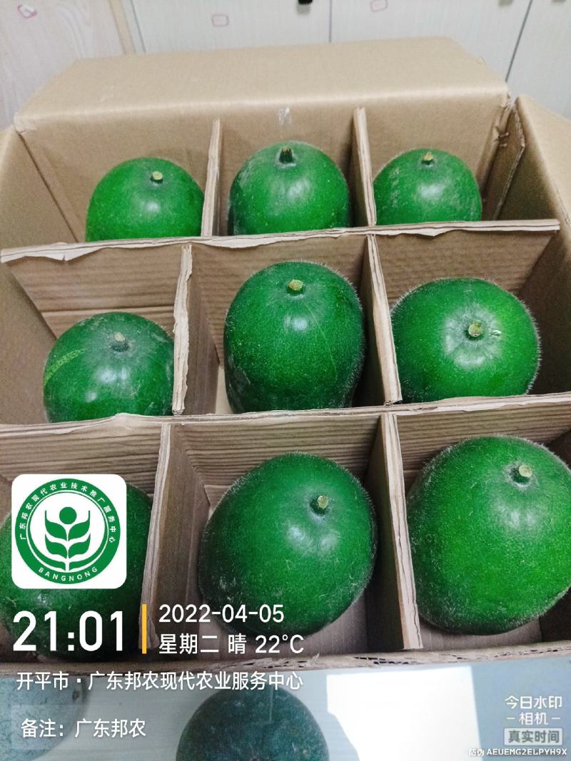 邦农小冬瓜1.5-2斤酒店冬瓜盅专用数百亩基地常年不断
