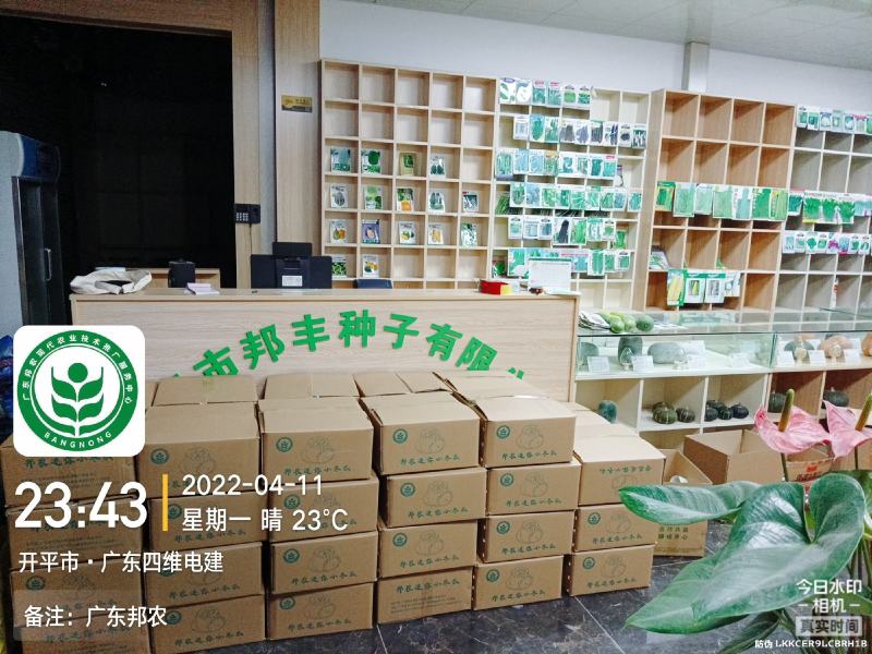 邦农小冬瓜1.5-2斤酒店冬瓜盅专用数百亩基地常年不断