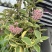 花叶球兰精品阳台盆栽植物藤蔓类直播批发供货