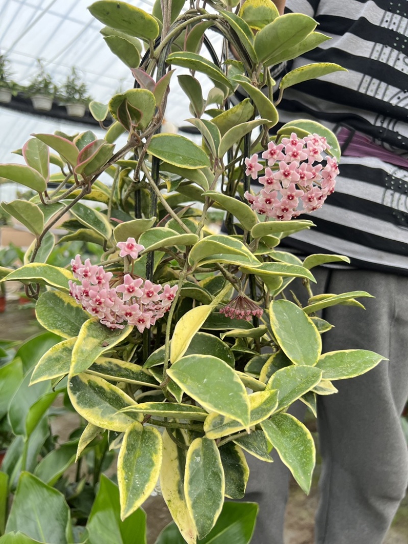 花叶球兰精品阳台盆栽植物藤蔓类直播批发供货