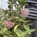 花叶球兰精品阳台盆栽植物藤蔓类直播批发供货