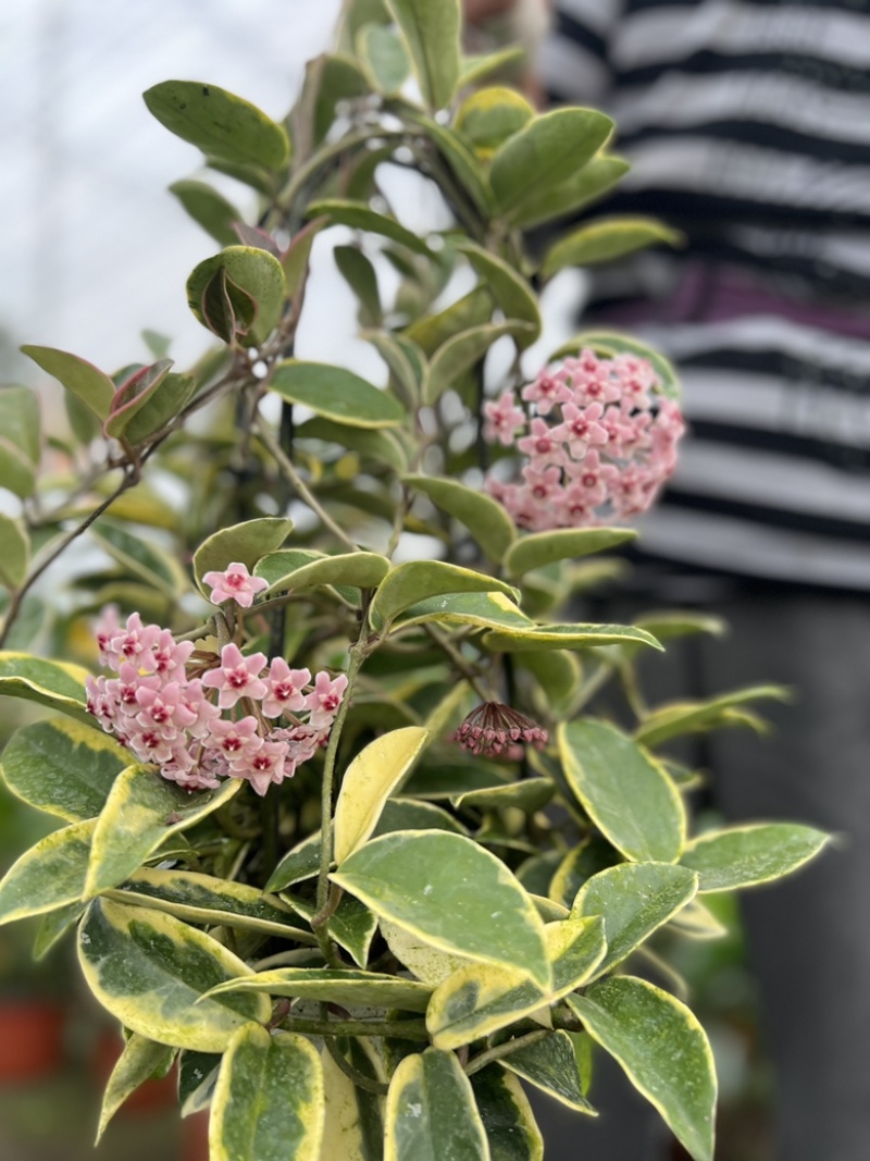 花叶球兰精品阳台盆栽植物藤蔓类直播批发供货