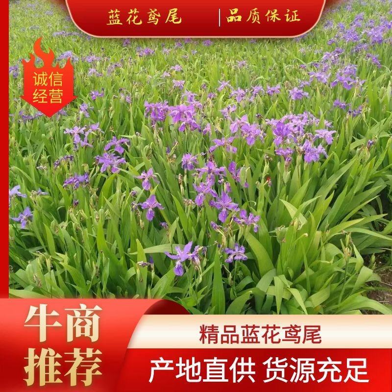 【精品】蓝花鸢尾产地直销货源充足可视频看货