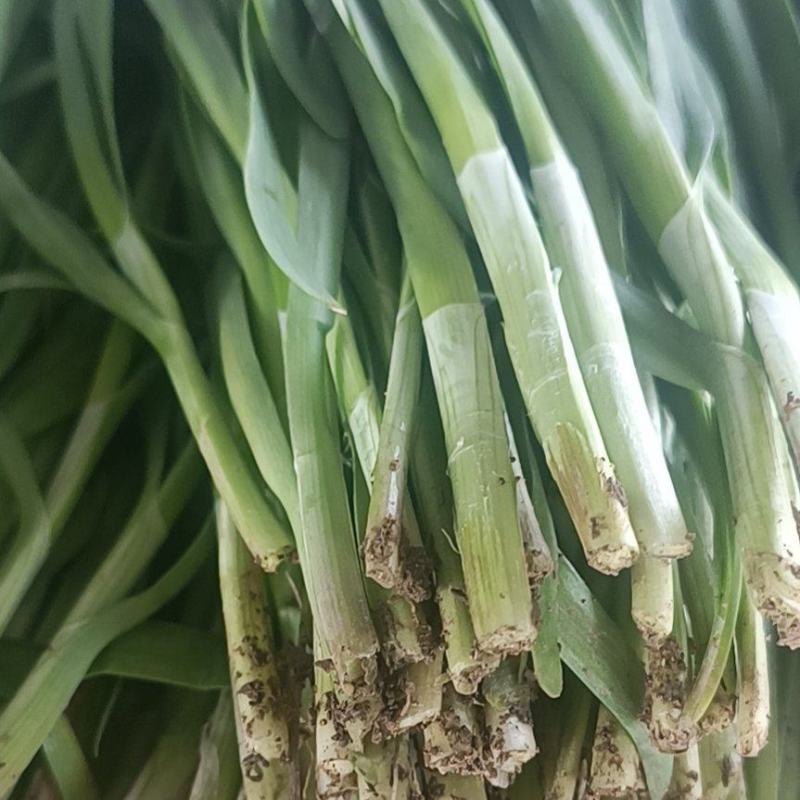 沙沟韭菜上市