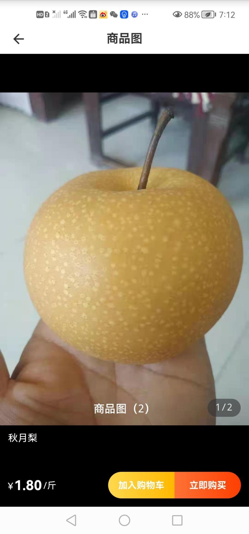 秋月梨预售