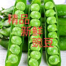 陕西汉中城固：棵粒豌豆、产地直销全国发货棵粒饱满视频