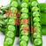 陕西汉中城固：棵粒豌豆、产地直销全国发货棵粒饱满视频看货