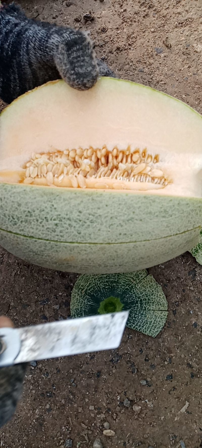 小蜜25.西州蜜，哈密瓜，山东潍坊青州，寿光昌乐主产区，