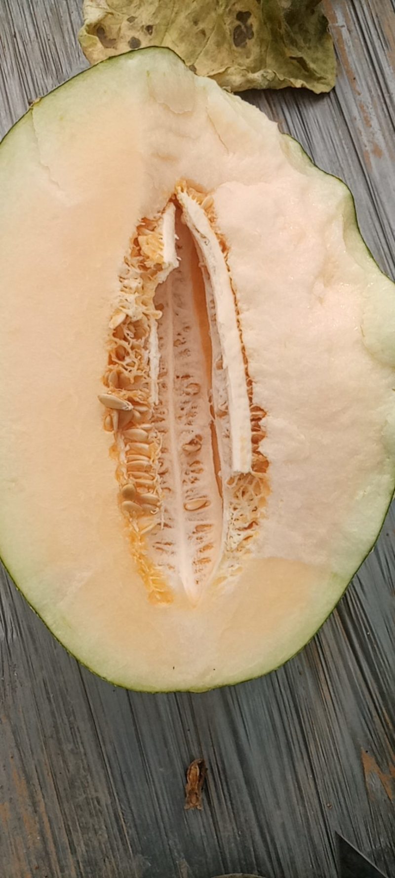 小蜜25.西州蜜，哈密瓜，山东潍坊青州，寿光昌乐主产区，