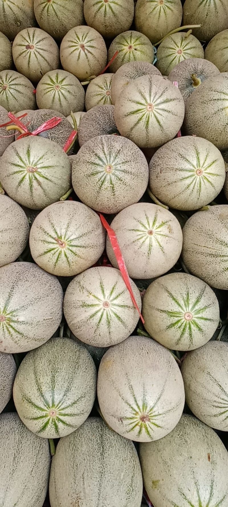 小蜜25.西州蜜，哈密瓜，山东潍坊青州，寿光昌乐主产区，