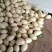 东方蜜1号甜瓜统货1.5斤以上，大量现货，诚信第一。