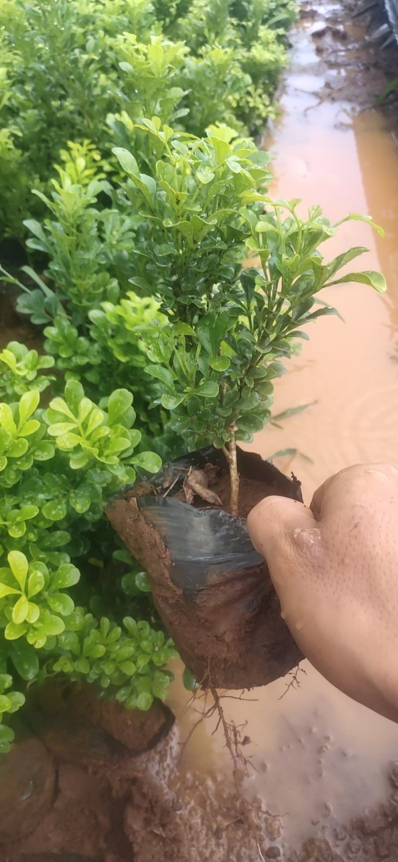 大量供应米兰花20/25欢迎各位老板参观