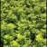 大量供应米兰花20/25欢迎各位老板参观