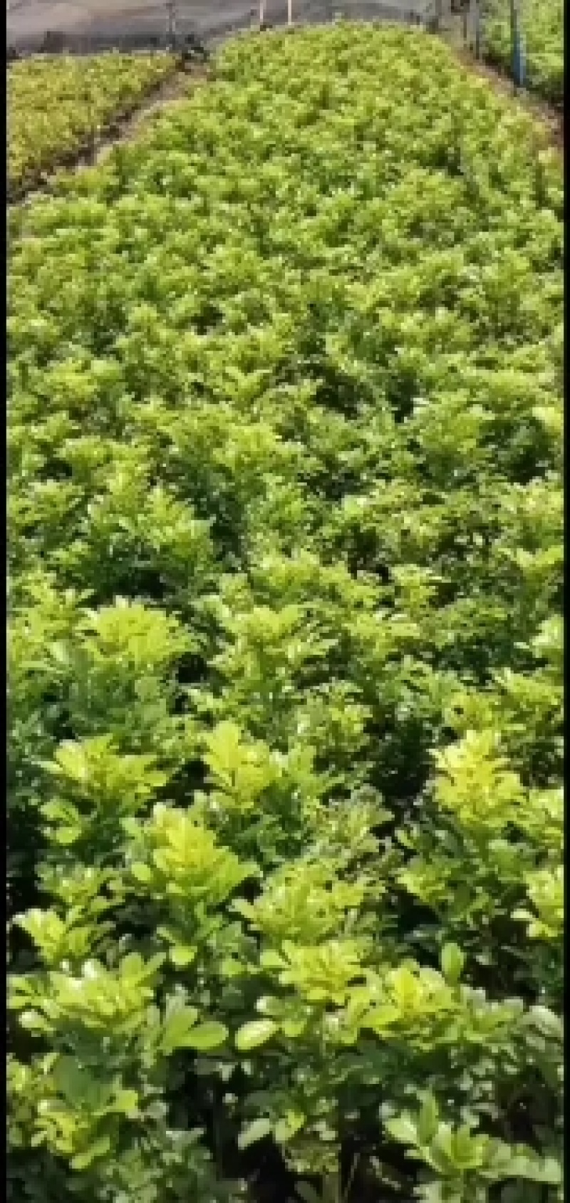 大量供应米兰花20/25欢迎各位老板参观