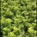 大量供应米兰花20/25欢迎各位老板参观