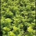 大量供应米兰花20/25欢迎各位老板参观