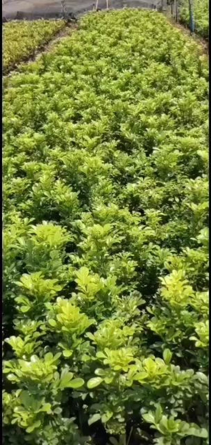 大量供应米兰花20/25欢迎各位老板参观