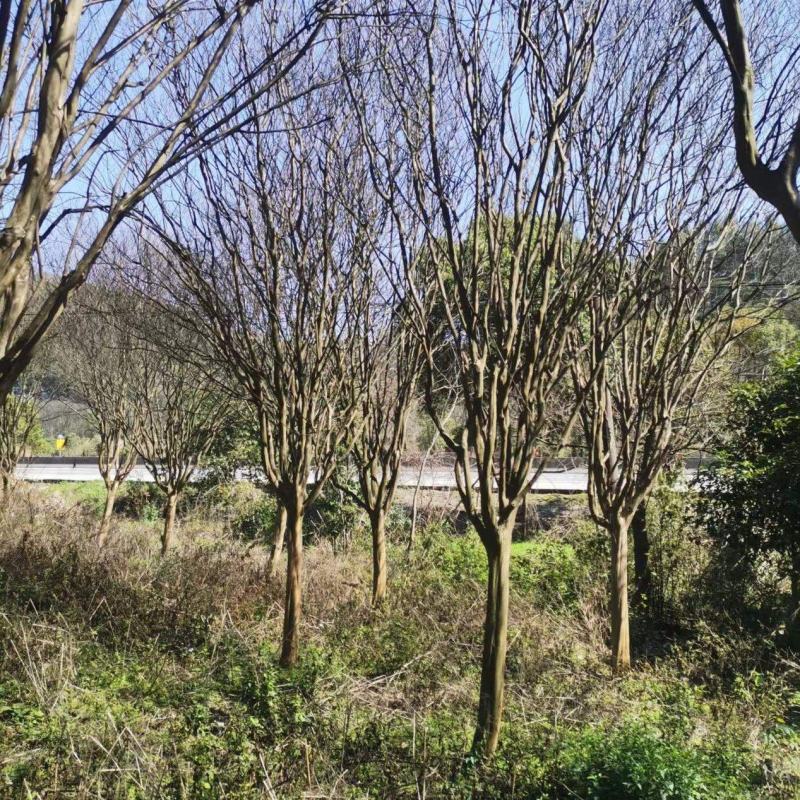 紫薇，5-30公分红花，粉花，以及嫁接，工程苗及苗圃