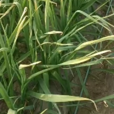 蒜苗，大中小