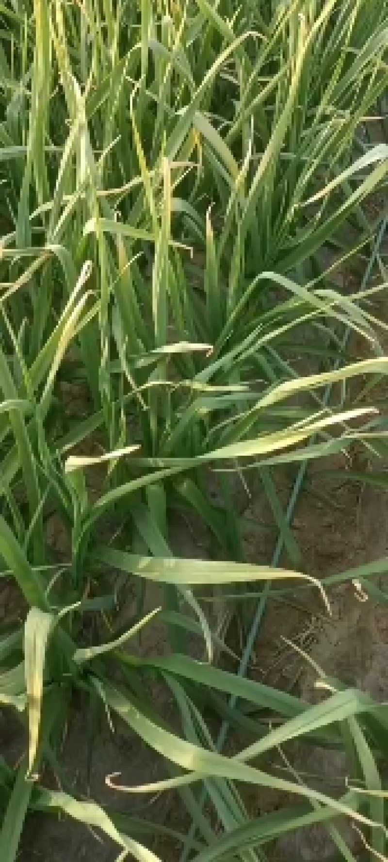 蒜苗，大中小