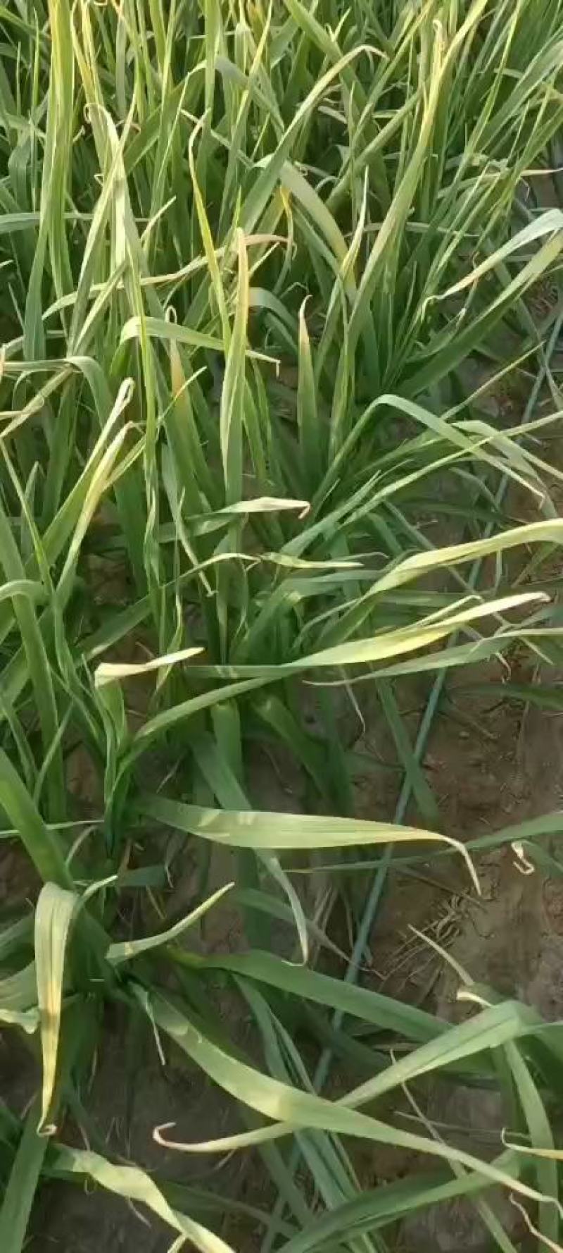 蒜苗，大中小